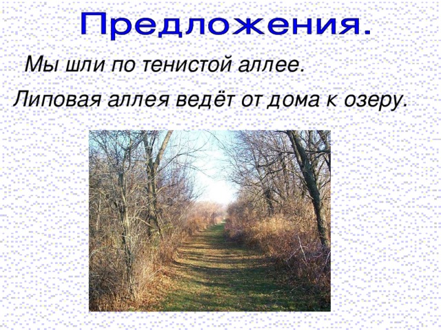 Мы шли по тенистой аллее. Липовая аллея ведёт от дома к озеру.