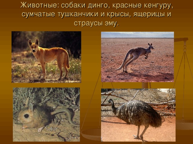 Животные: собаки динго, красные кенгуру, сумчатые тушканчики и крысы, ящерицы и страусы эму.