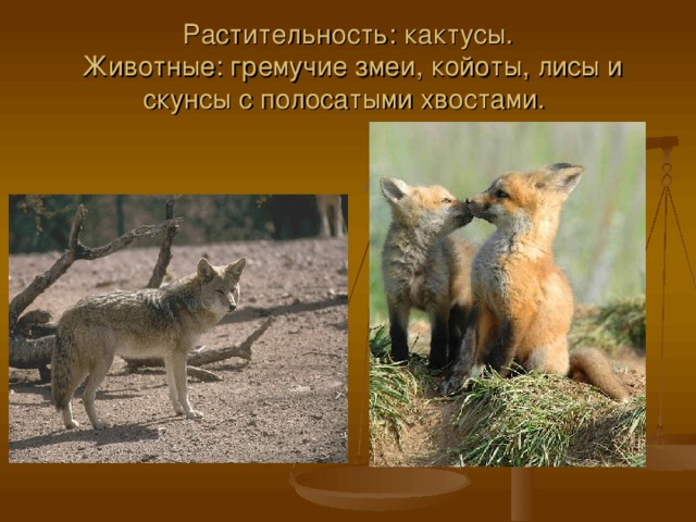 Растительность: кактусы.  Животные: гремучие змеи, койоты, лисы и скунсы с полосатыми хвостами.