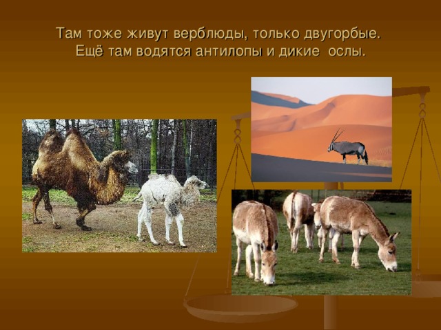 Там тоже живут верблюды, только двугорбые.  Ещё там водятся антилопы и дикие ослы.