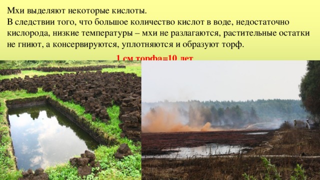 Мхи выделяют некоторые кислоты.  В следствии того, что большое количество кислот в воде, недостаточно кислорода, низкие температуры – мхи не разлагаются, растительные остатки не гниют, а консервируются, уплотняются и образуют торф.  1 см торфа=10 лет 