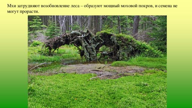 Мхи затрудняют возобновление леса – образуют мощный моховой покров, и семена не могут прорасти. 