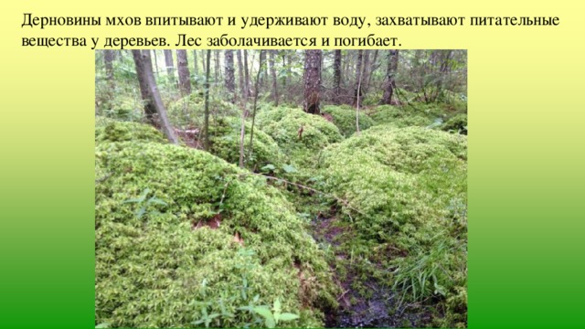Дерновины мхов впитывают и удерживают воду, захватывают питательные вещества у деревьев. Лес заболачивается и погибает. 