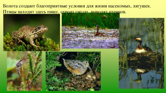 Болота создают благоприятные условия для жизни насекомых, лягушек. Птицы находят здесь пищу, строят гнезда, выводят птенцов. 