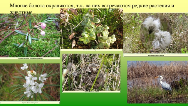 Многие болота охраняются, т.к. на них встречаются редкие растения и животные. 