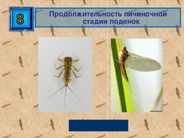 Продолжительность личиночной стадии поденок 2 – 3 года 
