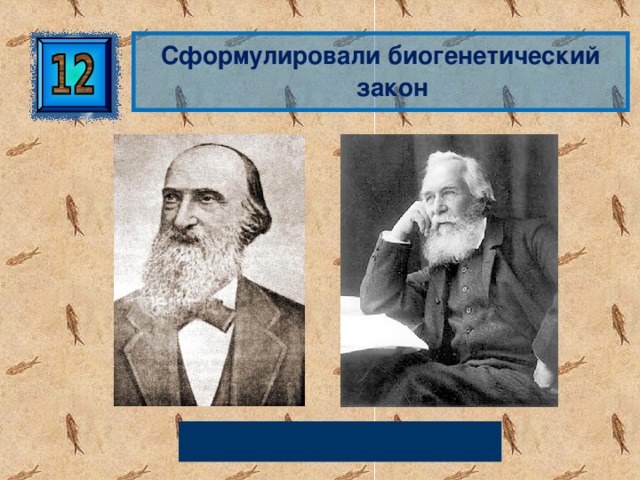 Сформулировали биогенетический закон Ф. Мюллер и Э. Геккель 