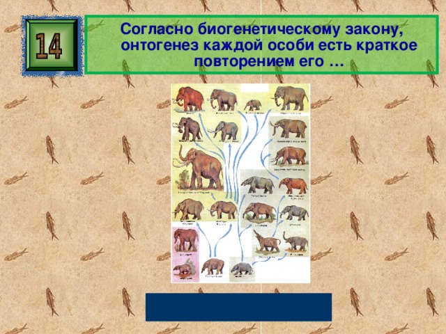 Тест размножение и развитие организмов 10. Онтогенез каждой особи есть краткое. Олень Тип онтогенеза. Современные взгляды на биогенетический закон презентация.