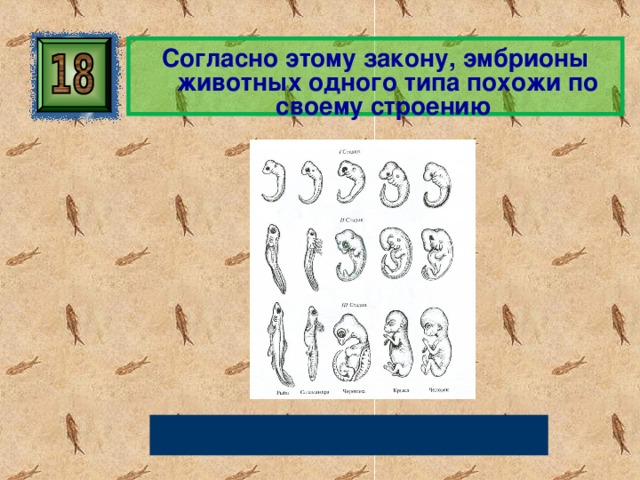 Согласно этому закону, эмбрионы животных одного типа похожи по своему строению Закон зародышевого сходства 