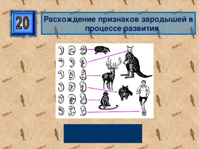 Расхождение признаков зародышей в процессе развития Эмбриональная дивергенция 