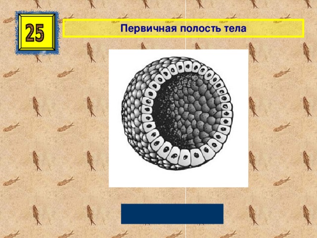 Первичная полость тела Бластоцель 