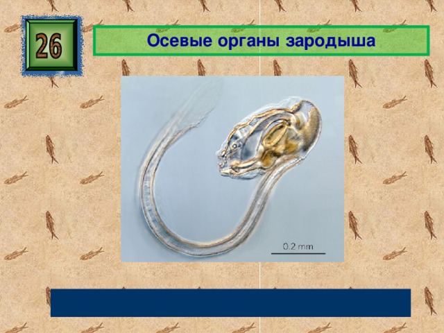 Осевые органы зародыша Хорда, нервная трубка кишечная трубка 