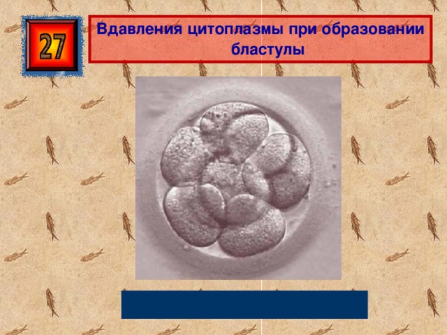 Вдавления цитоплазмы при образовании бластулы Борозды дробления 
