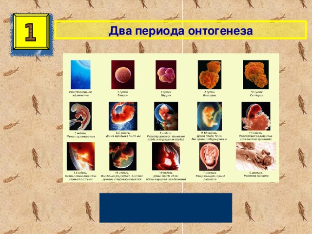 Два периода онтогенеза Эмбриональный и постэмбриональный 