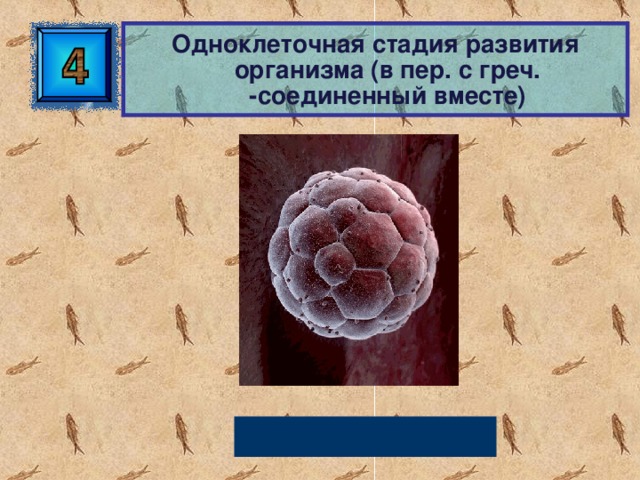  Одноклеточная стадия развития организма (в пер. с греч. -соединенный вместе) Зигота 