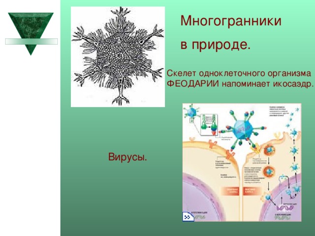 Многогранники в природе. Скелет одноклеточного организма ФЕОДАРИИ напоминает икосаэдр. Вирусы. 