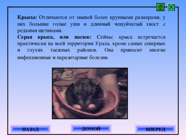 Как отличить мышонка от крысенка фото