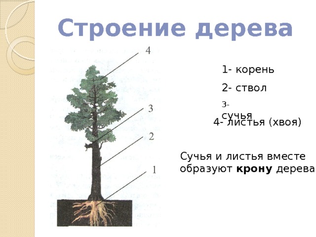 Строение дерева 1- корень 2- ствол 3- сучья 4- листья (хвоя) Сучья и листья вместе образуют крону дерева 