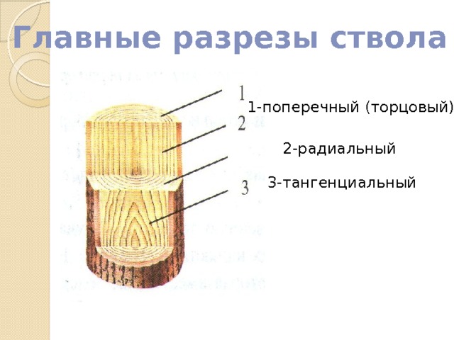 Древесина природный конструкционный материал 5 класс презентация