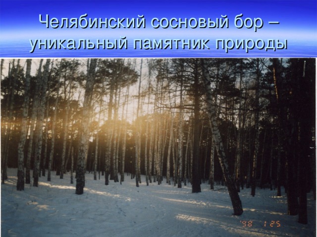 Челябинский сосновый бор – уникальный памятник природы 