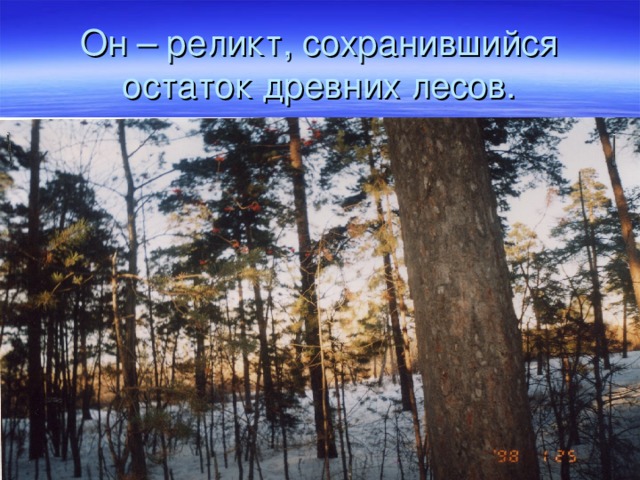 Он – реликт, сохранившийся остаток древних лесов. 