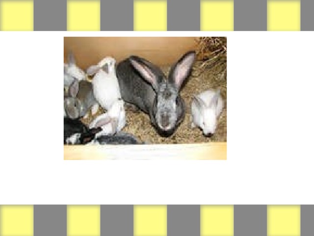 (Rabbits / big ears)