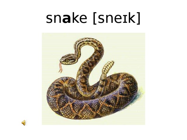 sn a ke [sneɪk]