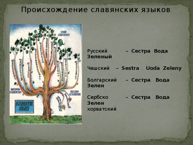 Схема происхождения языка