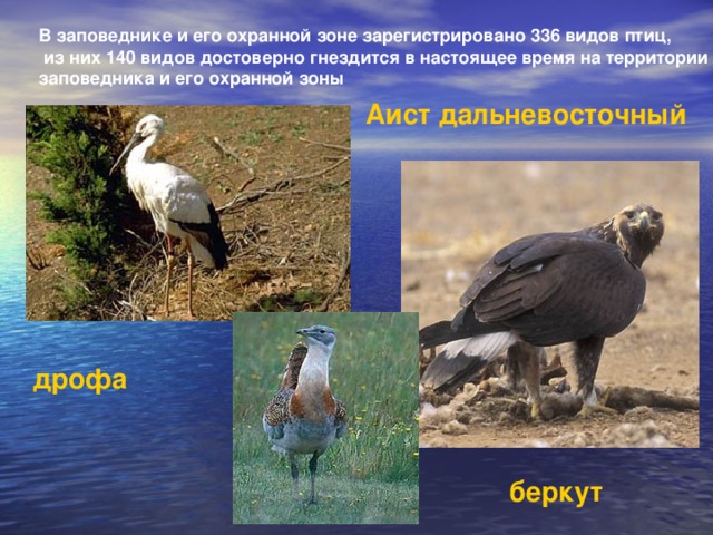 В заповеднике и его охранной зоне зарегистрировано 336 видов птиц,  из них 140 видов достоверно гнездится в настоящее время на территории заповедника и его охранной зоны Аист дальневосточный дрофа беркут 