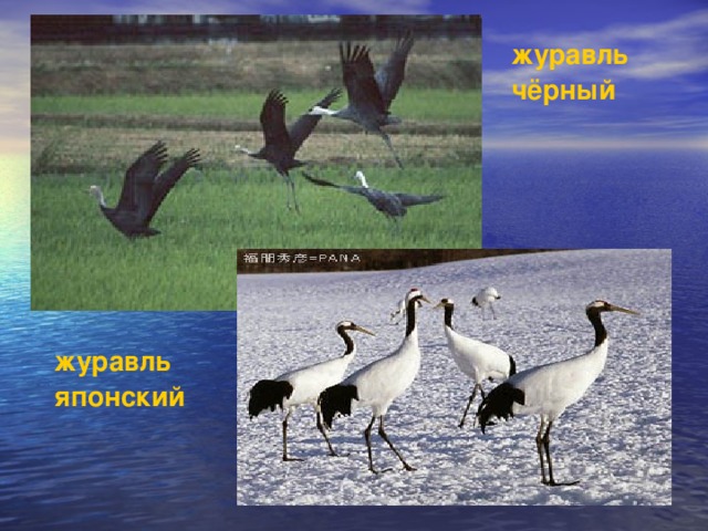 журавль чёрный журавль японский 