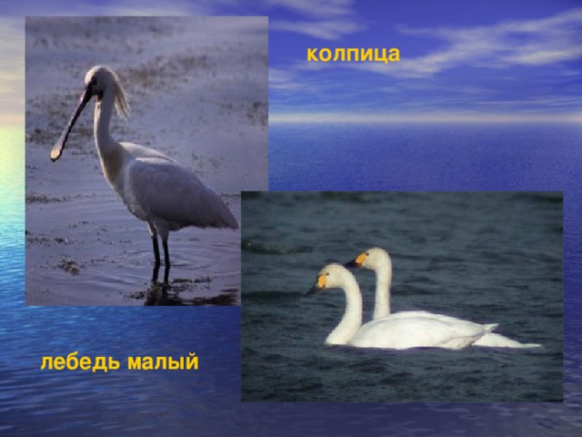 колпица лебедь малый 