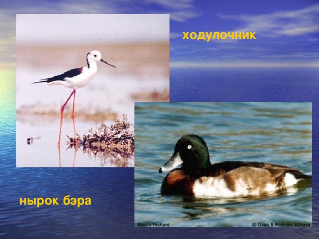 ходулочник нырок бэра 
