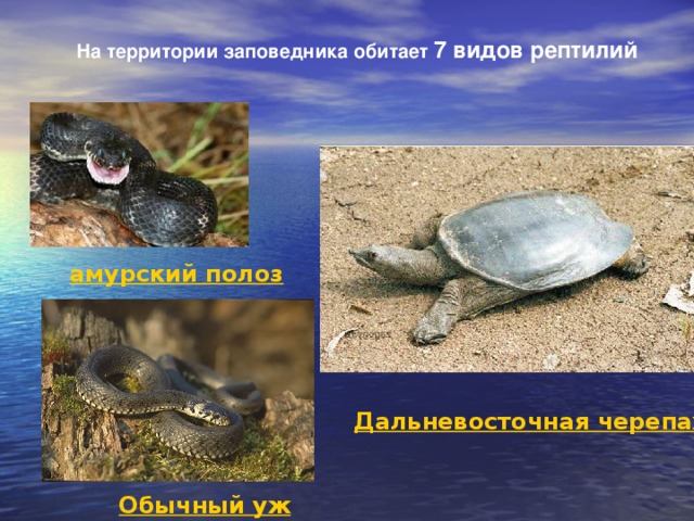На территории заповедника обитает 7 видов рептилий  амурский полоз Дальневосточная черепаха Обычный уж 