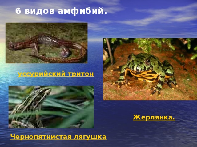 6 видов амфибий.   уссурийский тритон Жерлянка. Чернопятнистая лягушка 
