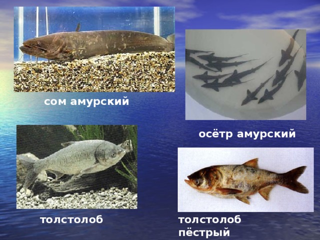 сом амурский   осётр амурский толстолоб пёстрый толстолоб 