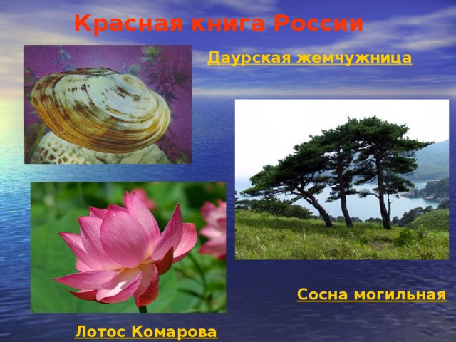 Красная книга России Даурская жемчужница Сосна могильная Лотос Комарова 