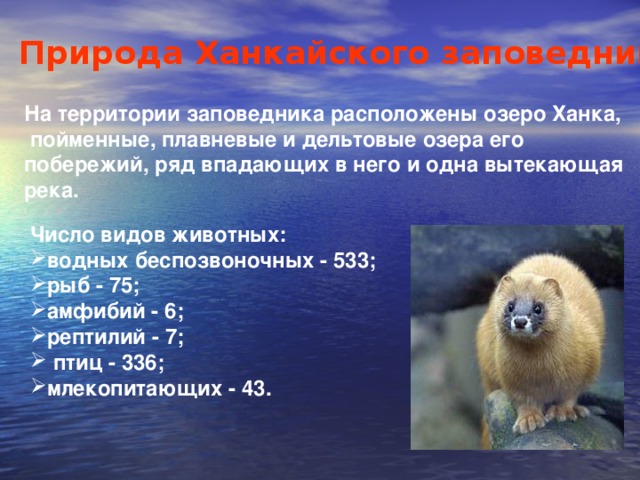 Природа Ханкайского заповедника На территории заповедника расположены озеро Ханка,  пойменные, плавневые и дельтовые озера его побережий, ряд впадающих в него и одна вытекающая река.  Число видов животных: водных беспозвоночных - 533; рыб - 75; амфибий - 6; рептилий - 7;  птиц - 336; млекопитающих - 43. 