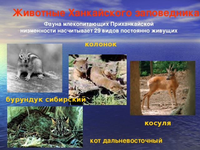 Животные Ханкайского заповедника Фауна млекопитающих Приханкайской низменности насчитывает 29 видов постоянно живущих   колонок бурундук сибирский косуля кот дальневосточный 