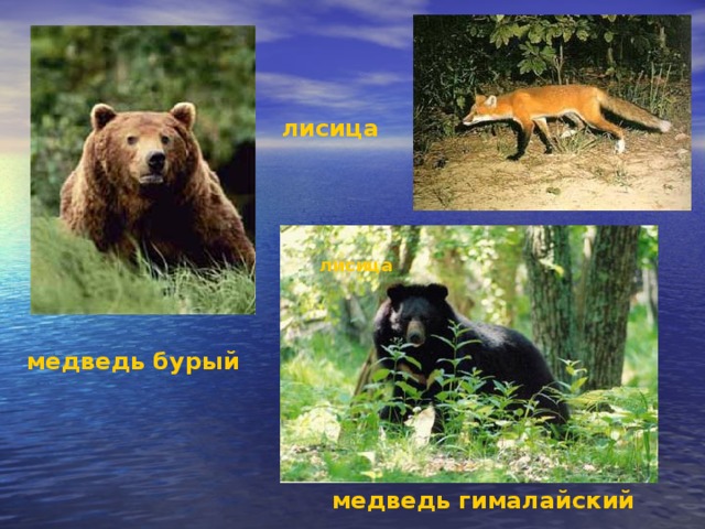лисица лисица медведь бурый медведь гималайский 