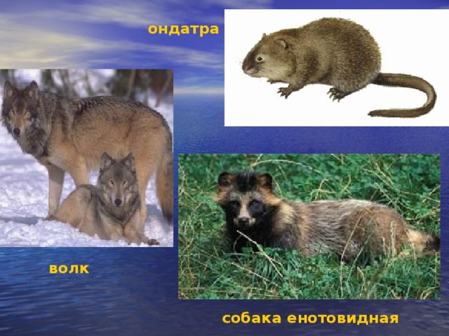 ондатра волк собака енотовидная 
