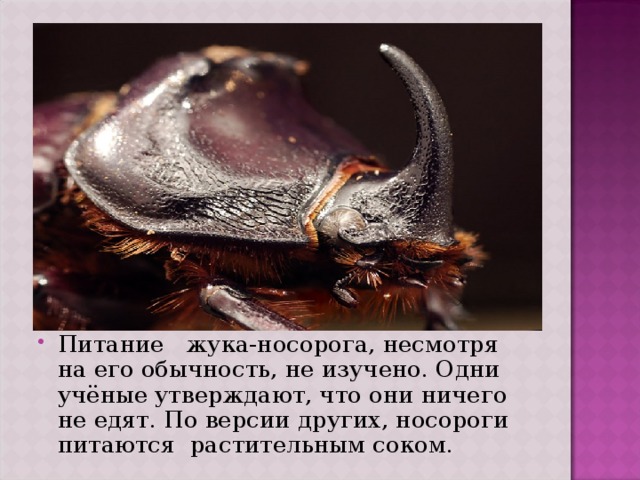 Питание жука-носорога, несмотря на его обычность, не изучено. Одни учёные утверждают, что они ничего не едят. По версии других, носороги питаются растительным соком.  