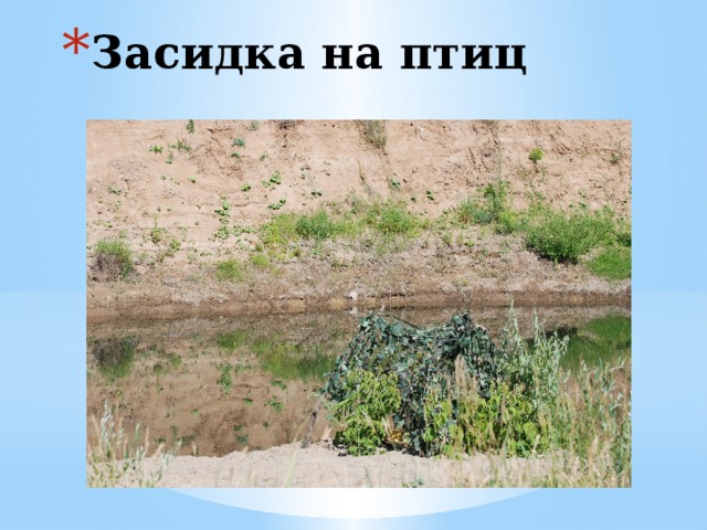 Засидка на птиц 