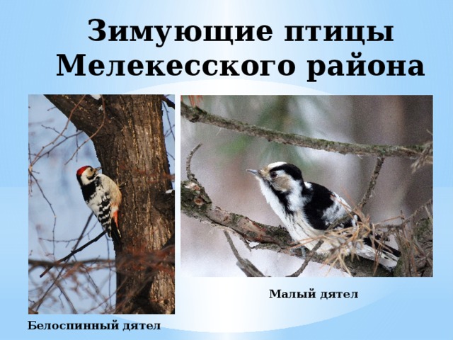 Зимующие птицы Мелекесского района Малый дятел Белоспинный дятел 