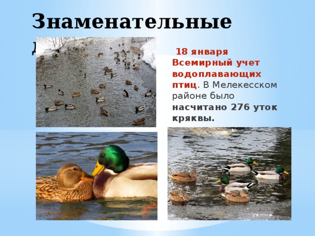 Знаменательные даты  18 января Всемирный учет водоплавающих птиц . В Мелекесском районе было насчитано 276 уток кряквы. 