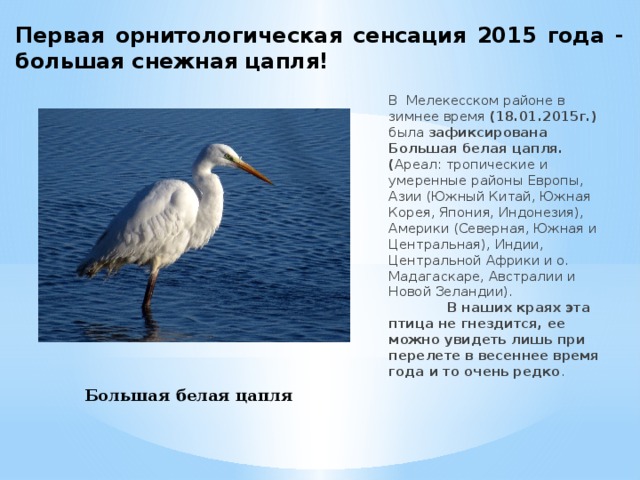 Первая орнитологическая сенсация 2015 года - большая снежная цапля! В Мелекесском районе в зимнее время (18.01.2015г.) была зафиксирована Большая белая цапля. ( Ареал: тропические и умеренные районы Европы, Азии (Южный Китай, Южная Корея, Япония, Индонезия), Америки (Северная, Южная и Центральная), Индии, Центральной Африки и о. Мадагаскаре, Австралии и Новой Зеландии). В наших краях эта птица не гнездится, ее можно увидеть лишь при перелете в весеннее время года и то очень редко . Большая белая цапля  