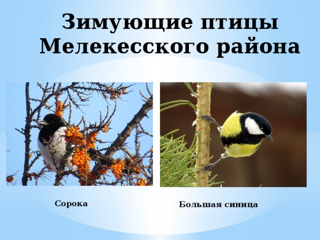 Зимующие птицы Мелекесского района Сорока Большая синица 