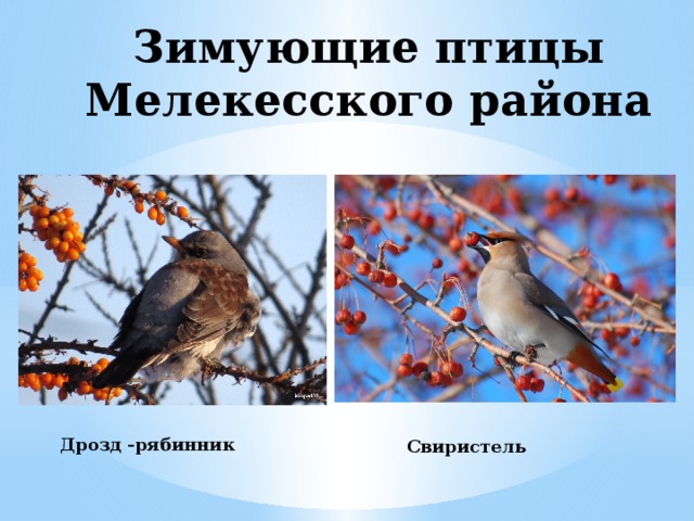 Зимующие птицы Мелекесского района Дрозд -рябинник Свиристель 