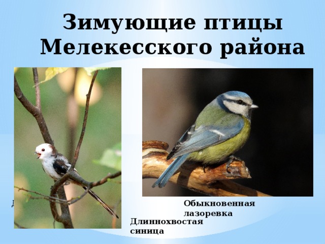 Зимующие птицы Мелекесского района Длиннохвостая синица Обыкновенная лазоревка Длиннохвостая синица 