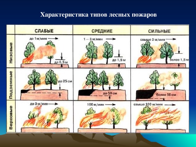 Характеристика типов лесных пожаров 