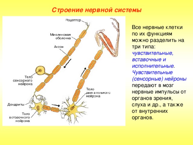 Строение нервной системы Все нервные клетки по их функциям можно разделить на три типа: чувствительные, вставочные и исполнительные . Чувствительные  (сенсорные) нейроны  передают в мозг нервные импульсы от органов зрения, слуха и др., а также от внутренних органов.